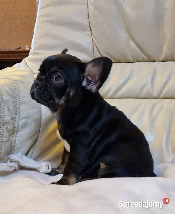 Buldog francuski śliczna suczka Black tan lubuskie Mycielin
