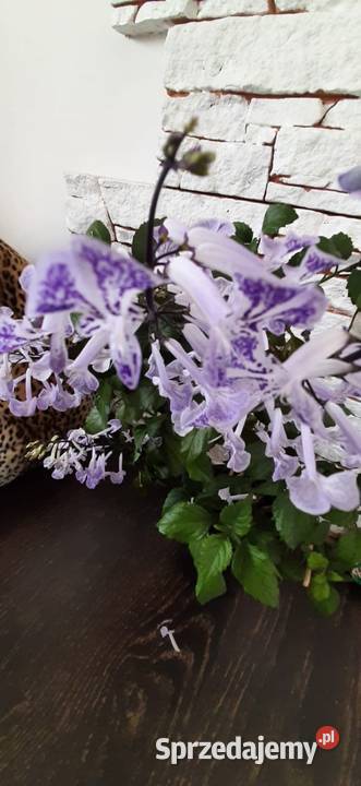Plectranthus Mona Lavender roślina Warszawa