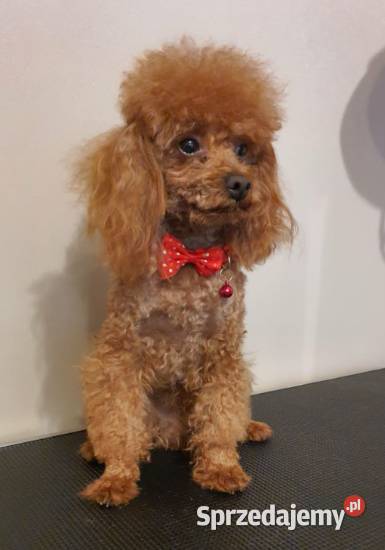 Pudel Toy redpudelek suczka Częstochowa