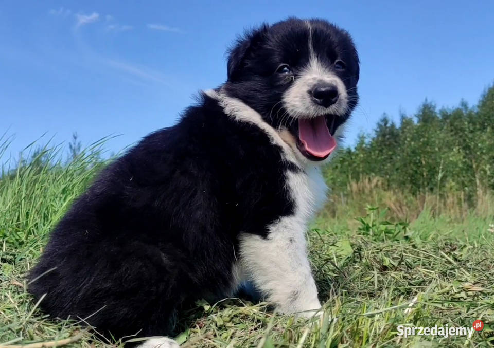 Rasowa i radosna suczka BORDER COLLIE pełną dok Iwonicz