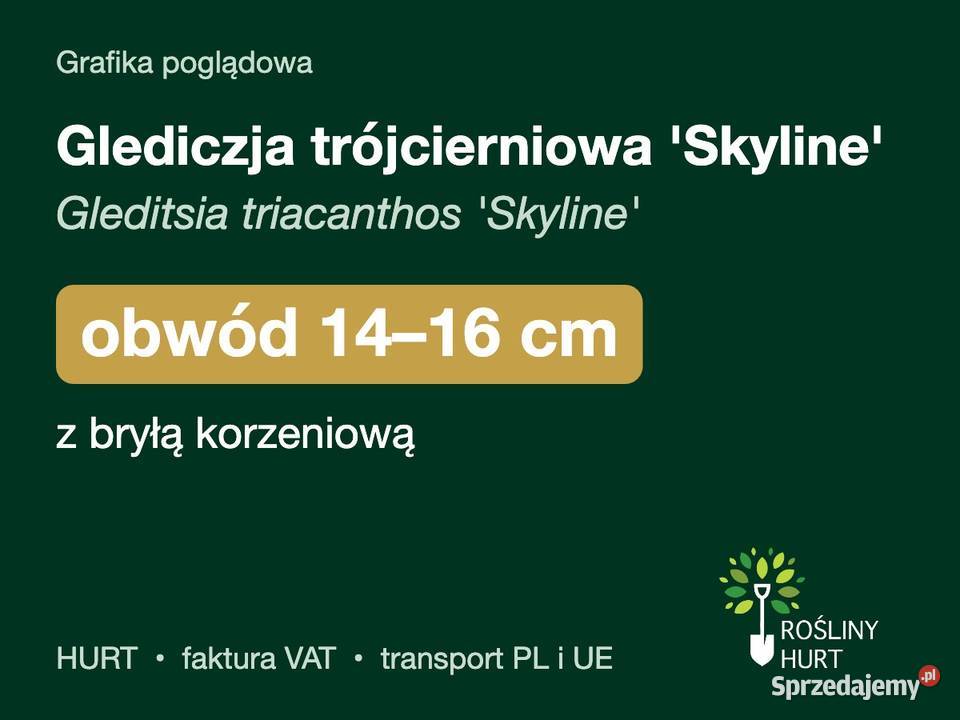 Glediczja trójcierniowa Skyline obwód 1416 z