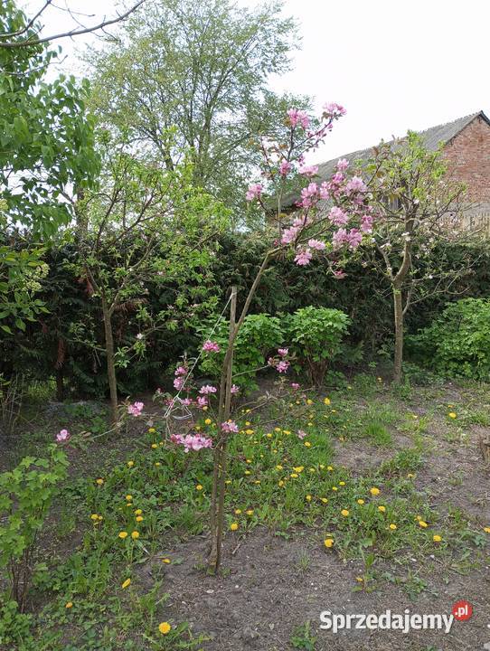 Sprzedam działkę budowlaną Jędrzejów