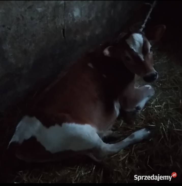Sprzedam jałóweczkę 4 miesięczną Miechów