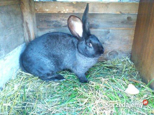 królika rasy Belgijski Olbrzym Jarocin
