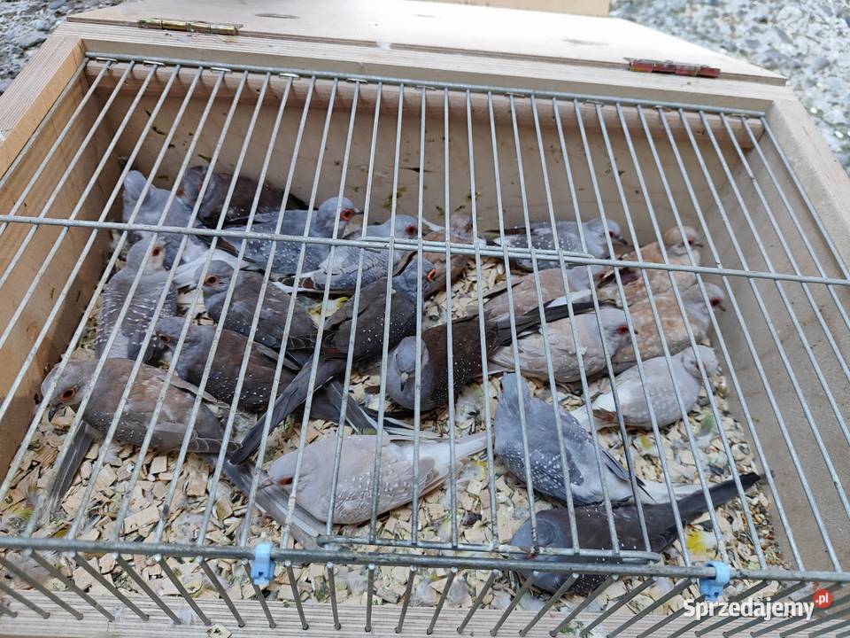 Papugi gołąbki diamentowe Zwierzęta