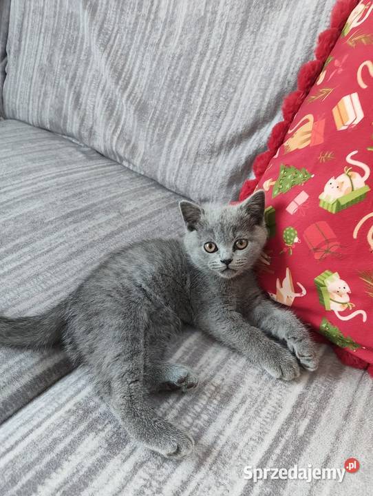 Kotka Brytyjska krótkowłosa niebieska Limonka Brytyjski Brwinów sprzedam