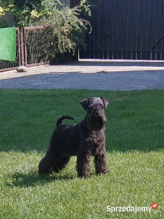 SZNAUCER Miniatura CZARNY Szczenięta metryka FCI Ogrodzona sprzedam
