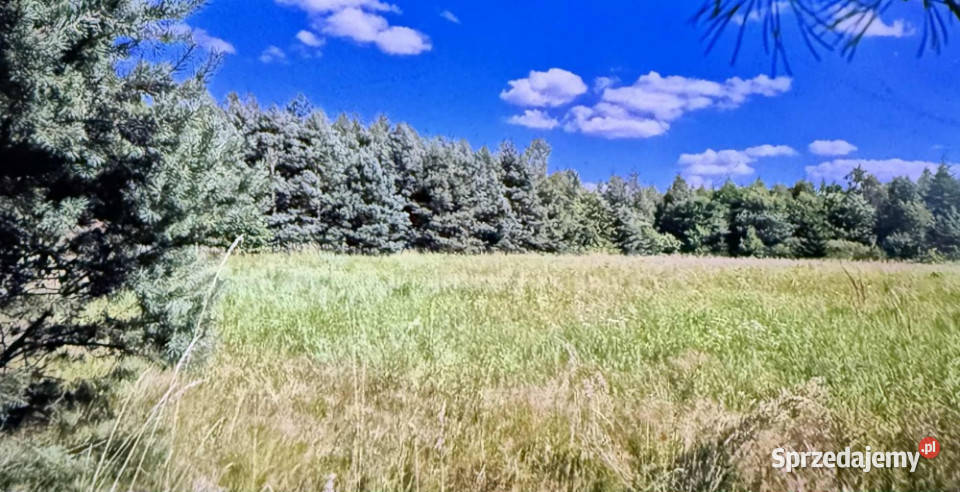 Działka pod budowę domu pod lasem szeroka długa asfalt Kolonia Piaski