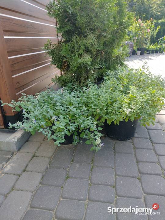 Kocimiętka w doniczce