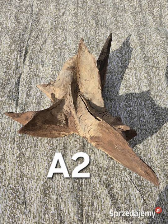 Korzeń ozdobny Trzciel