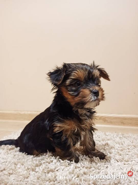 York pies8 tygodni miniaturka