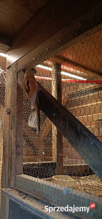 Ptaki kolorowe 8 Lwówek