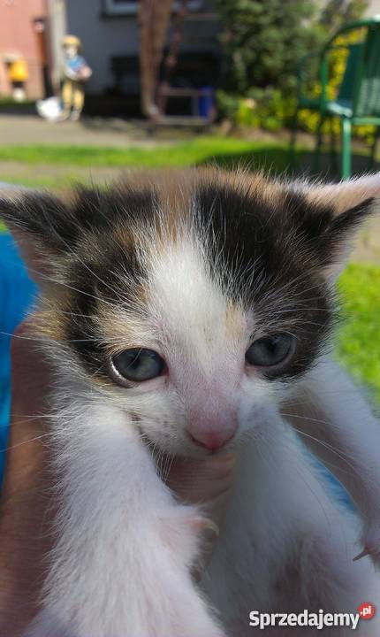 Do adopcji młode kocięta Będzin