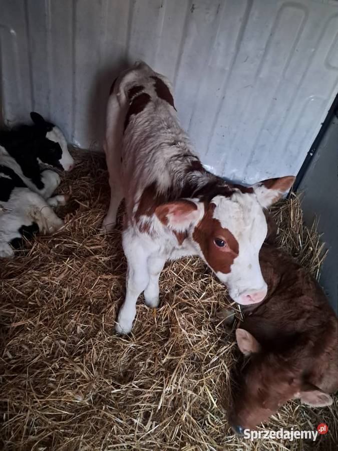 Cielaki mieszańce Klonownica Mała sprzedam