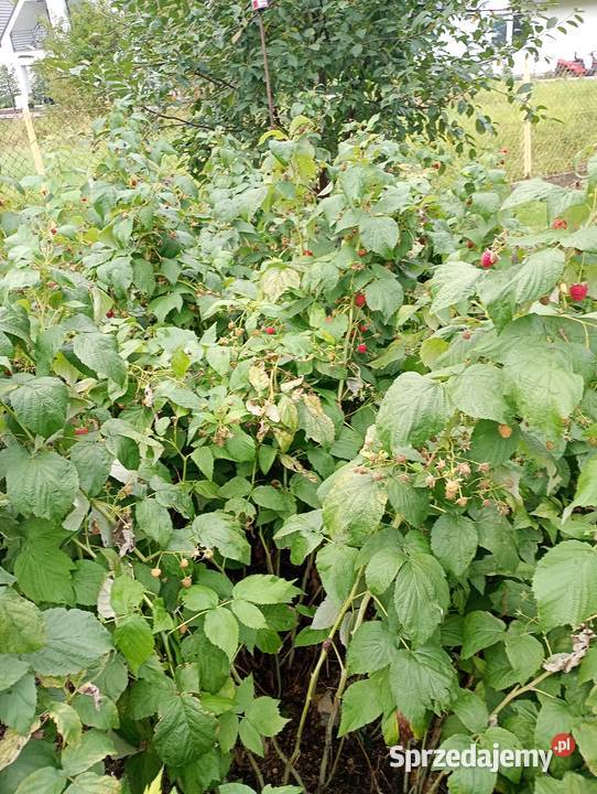 Sadzonki maliny całorocznej Polana prosto z Rzeszów
