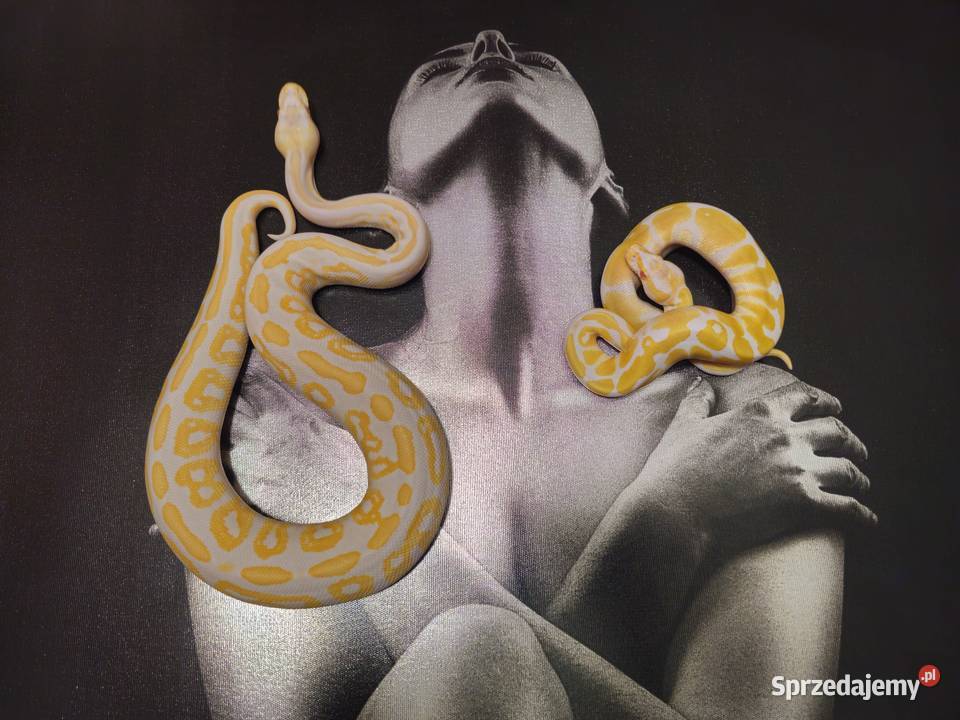 Pytony królewskie Python regius Rzeszów