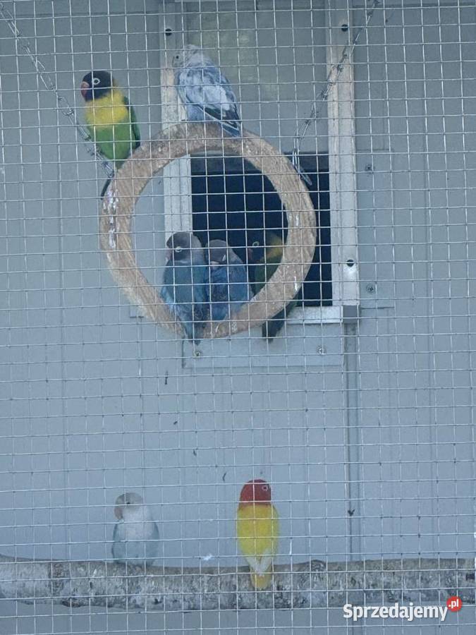 Nierozłączki Chełst