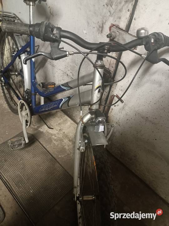 Rower damka Zasada Maxim Toruń