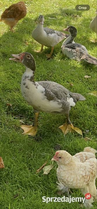 Sprzedam kaczkikaczory tamtegoroczne Krzeszów