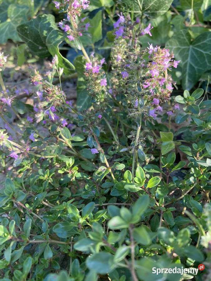 Macierzanka piaskowa pachnąca miododajna Lublin