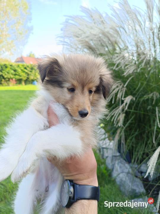 Owczarek Szetlandzki suczka Bielsko-Biała
