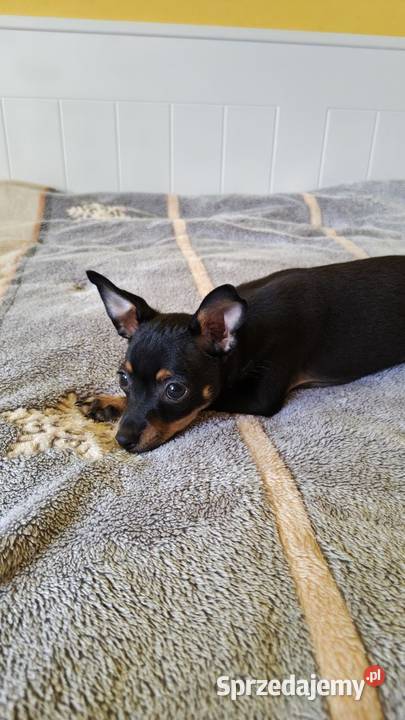 Szczenięta Toy Terrier Pozostałe