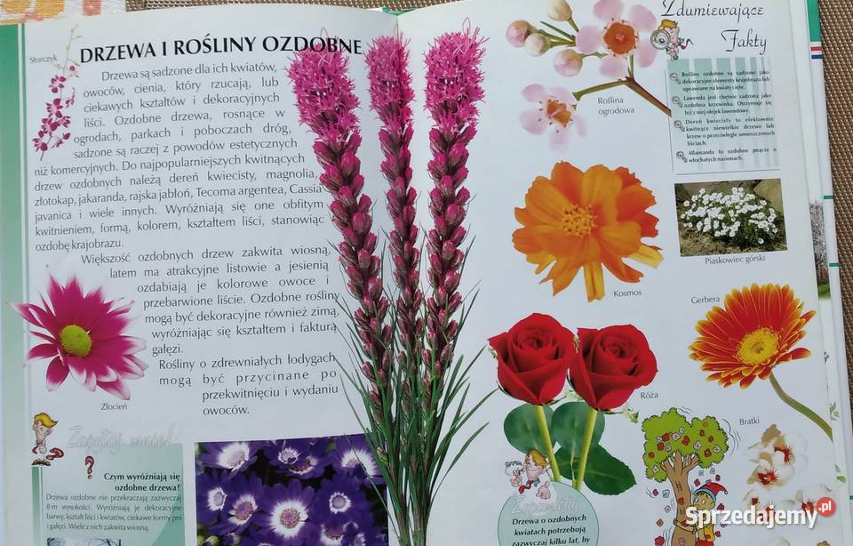 książki dzieci Bukowno