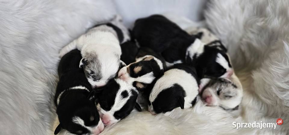 Welsh Corgi Cardigan dziewczynka suczka Pszów