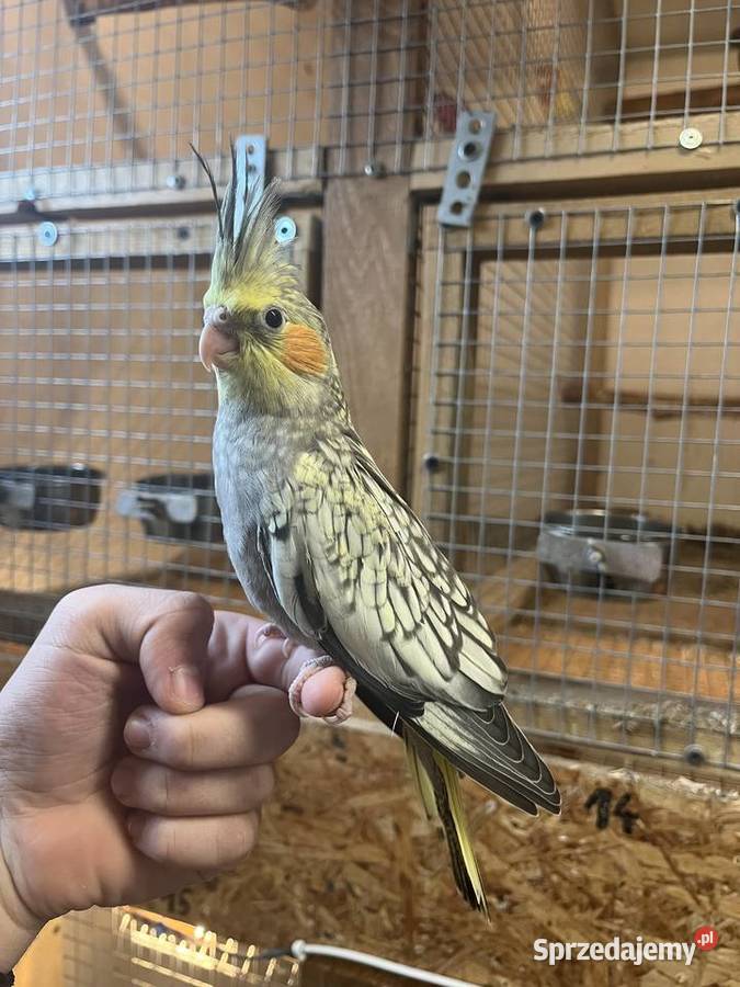 papugi nimfy wystawowe Przeworsk
