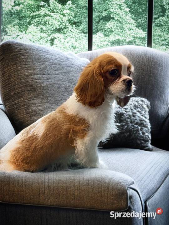 Piesek Cavalier King Charles Spaniel BLENHEIM Cavalier King Charles Spaniel Cavalier King Charles Spaniel Limanowa sprzedam