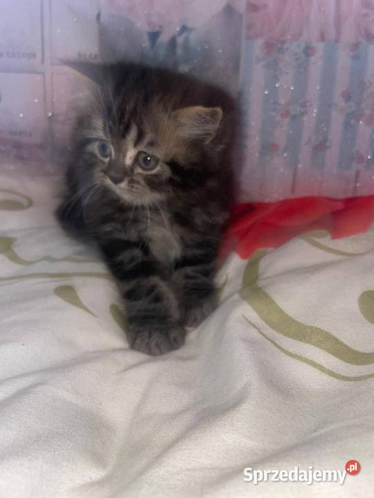 Kot perski kocurek pręgowany z rodowodem Gliwice