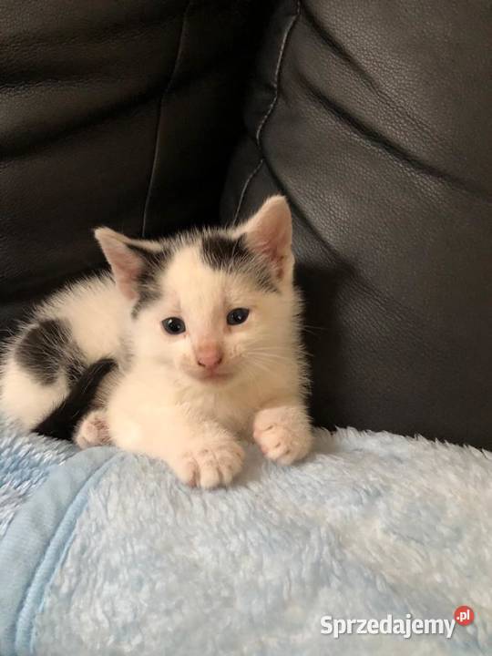 Śliczny mały kotek Postomino