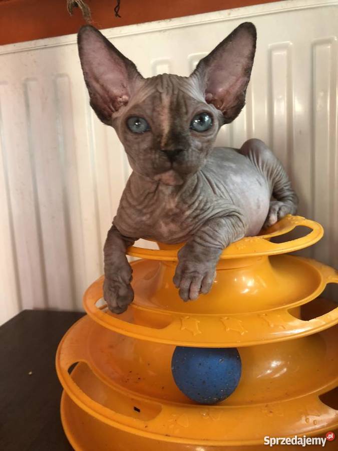 Śliczna Śmiała Dziewczynka Rakija Wwa Katowice Sfinks sprzedam