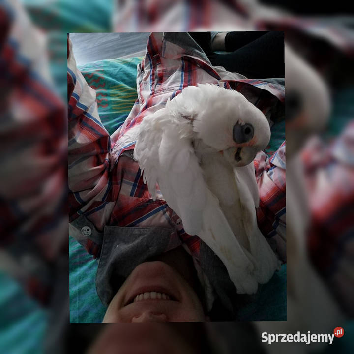 Kakadu sinooka Ptaki Głogów