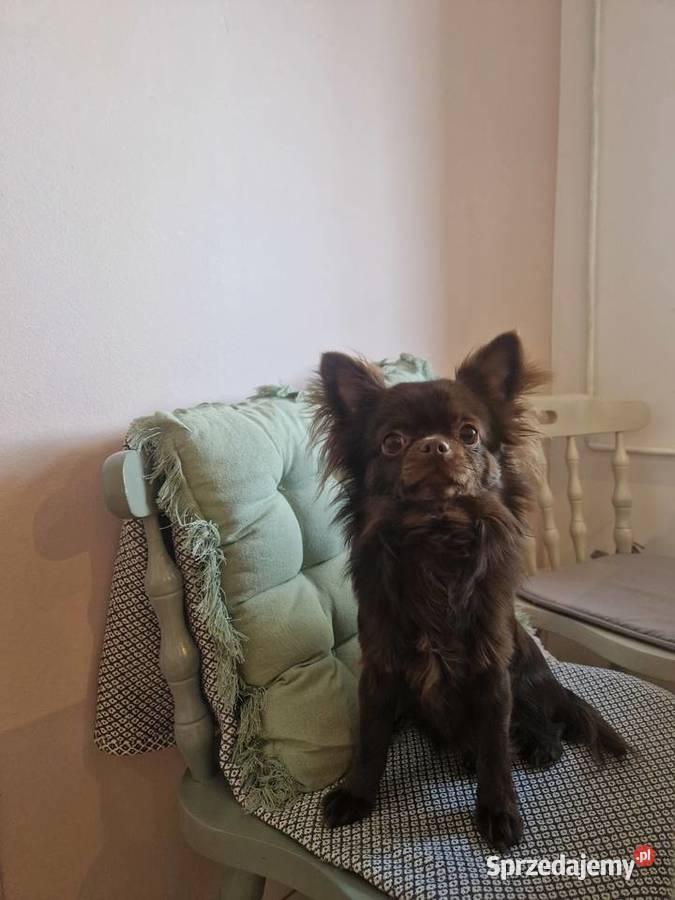 Piekny reproduktor Chihuahua długowłosy Piła