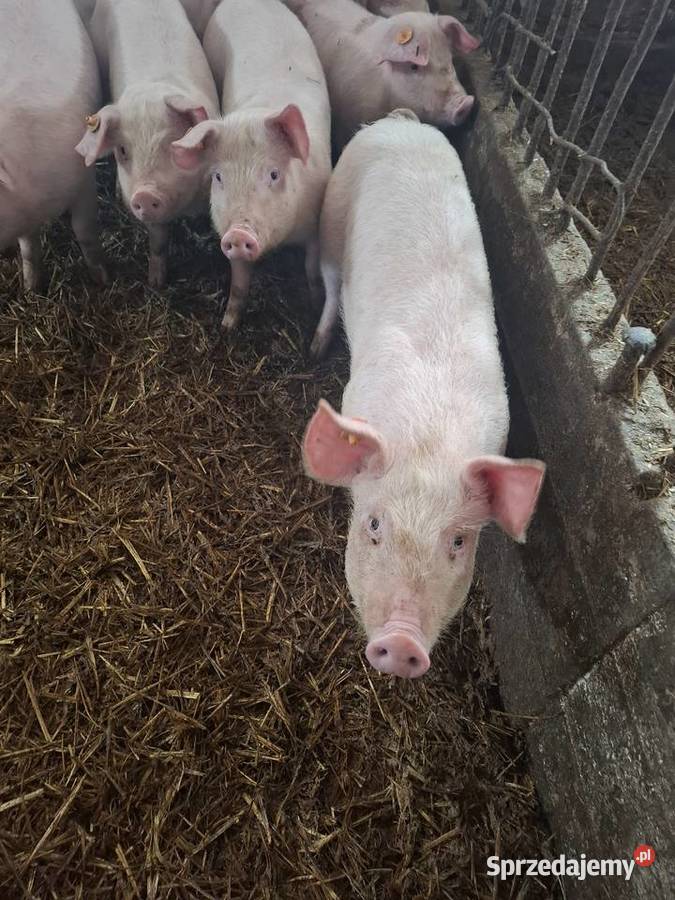 PROSIAKI SPRZEDAM Jelno