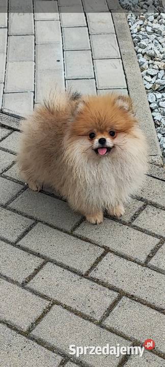 Pomeranian suczka typ misia 4mce Szpic miniaturowy