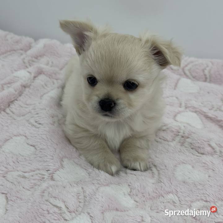 Chihuahua długowłosy FCI Piesek