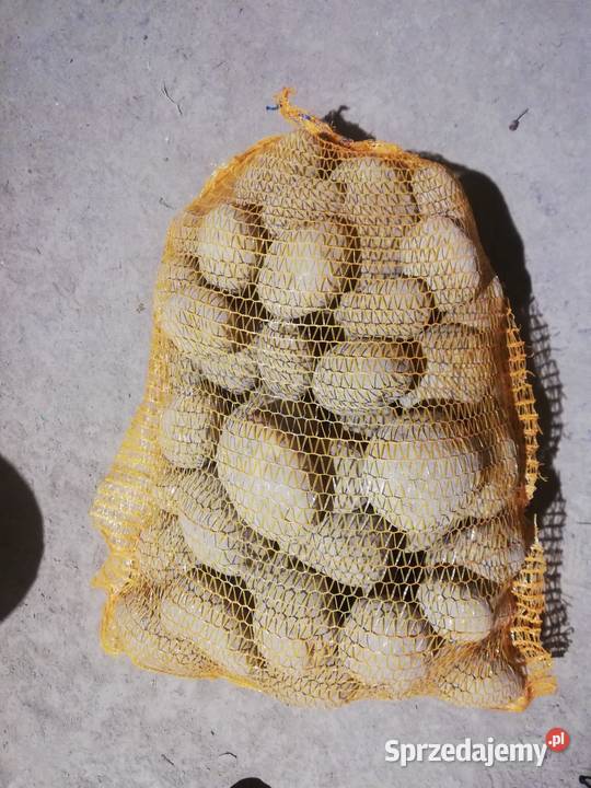 Sprzedam ziemniaki jadalne Jurek Soraya