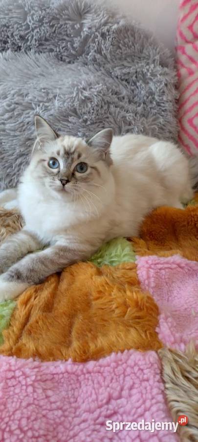 Kotka ragdoll niesteryliz Wrocław rodowód FPL dolnośląskie