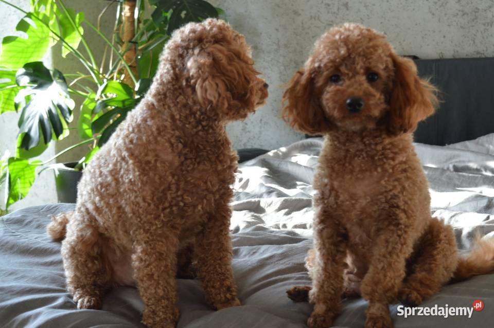 Pudel miniatura red suczkapiesek łódzkie Zgierz