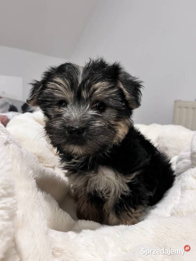 Sprzedam morki Jeziora Wielkie sprzedam