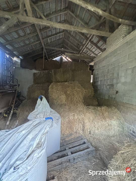 Siano 10 sztuk Zamość sprzedam