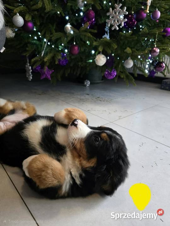 Berneńczyk czyli Berneński Pies Pasterski Berneński Pies Pasterski