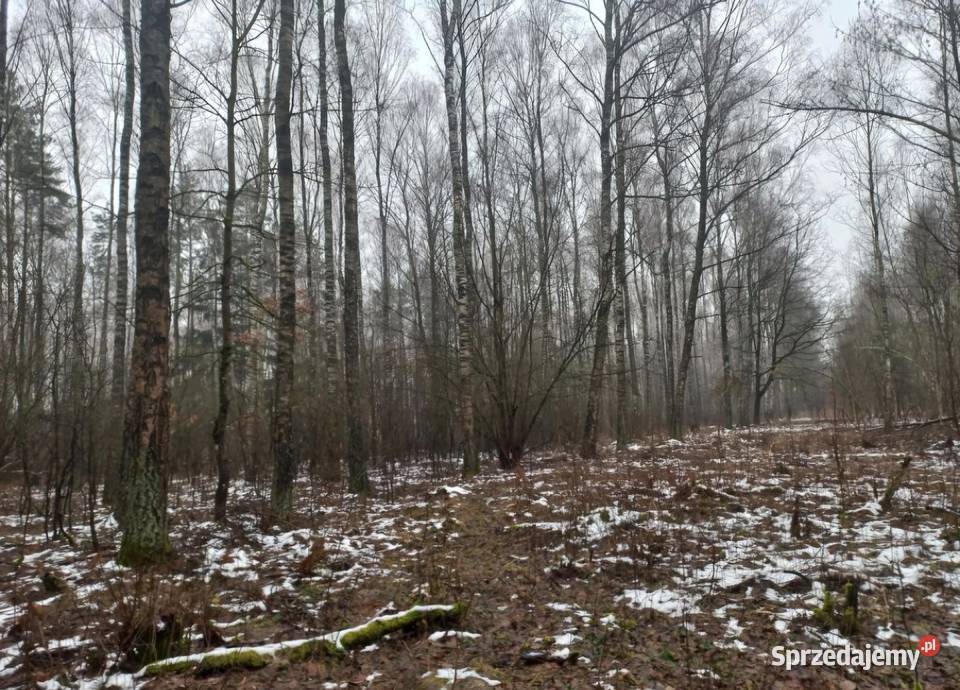 Sprzedam las mieszany z gruntem 139 ha Turza Wielka