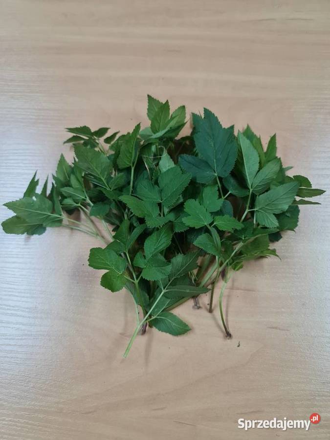 Podagrycznik liść cięty 50g ziołowa moc Białystok