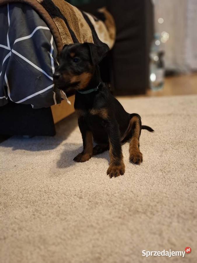 Terier Niemiecki Piesek Kosin