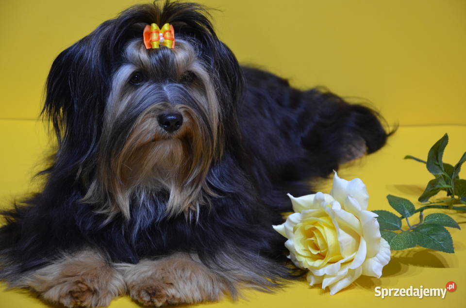 Hawańczyk szczenięta śliczne wyjątkowe kolory Uniejów