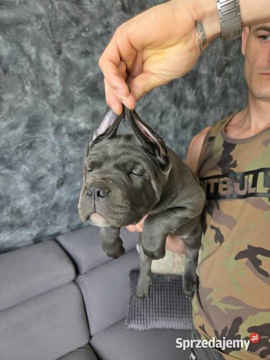Cane corso American Bandog Tuczna sprzedam