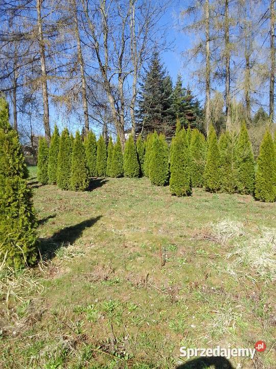 Tuja Szmaragd 200220 piękna Kraków sprzedam